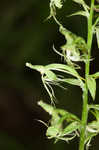 Green fringed orchid